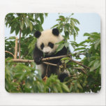 Young giant panda mousepad