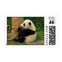 Young giant panda postage