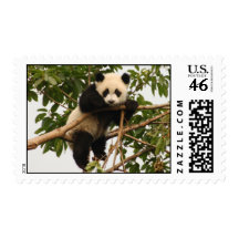 Young giant panda postage stamps