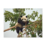 Young giant panda postcard