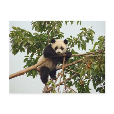 Young giant panda postcard by Thorninger
