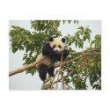 Young giant panda postcard by Thorninger Young giant panda postcard