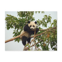 Young giant panda postcard
