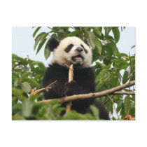 Young giant panda - postcard