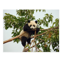 Young giant panda postcard