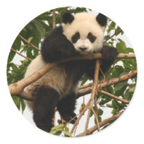 Young giant panda stickers
