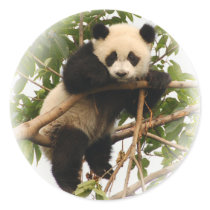 Young giant panda. stickers