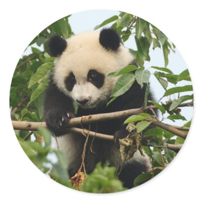 Young giant panda - stickers by Thorninger