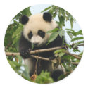 Young giant panda - stickers
