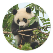Young giant panda - stickers