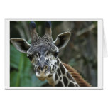 Young Giraffe Card