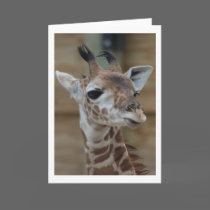 "Young Giraffe" Greeting Card by smilodonart "Young Giraffe" Greeting Card