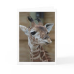 "Young Giraffe" Greeting Card