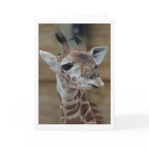 "Young Giraffe" Greeting Card