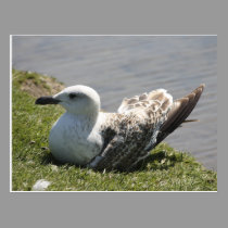 Young Gull Postcard postcards