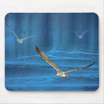 Young gulls in blue mousepads