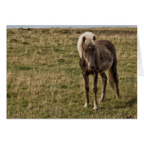Young horse cards