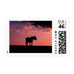 Young horse in the beautiful Scottish sunset Young horse in the beautiful Scottish sunset
