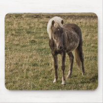 Young horse mousepads