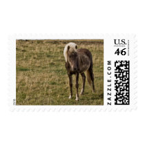Young horse stamps