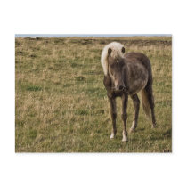 Young horse postcards