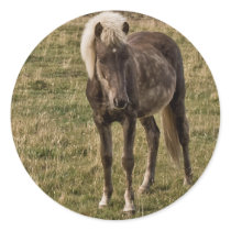 Young horse stickers