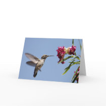 Young Hummer Greeting Card
