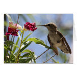Young Hummer Greeting Card