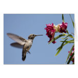 Young Hummer Greeting Card