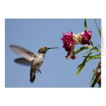 Young Hummer Greeting Card