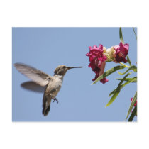 Young Hummer Postcard