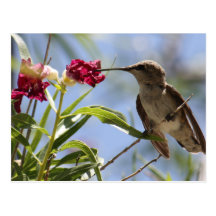 Young Hummer Postcard