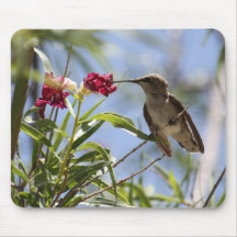 Young Hummingbird Mousepad