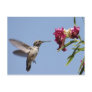 Young Hummingbird Postcard