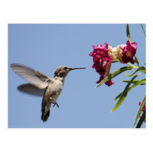 Young Hummingbird Postcard