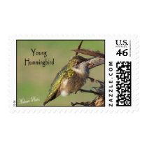 Young Hummingbird Stamp by MakaraPhotos Young Hummingbird Stamp