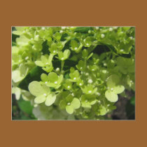 young hydrangea postcards