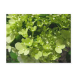 young hydrangea post card