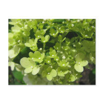 young hydrangea postcards