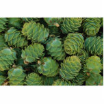 Young larch cones acrylic cut outs
