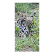 Young Leopard 2 Custom Photo Card