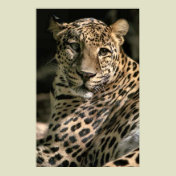 Young Leopard Cub Art Gifts
