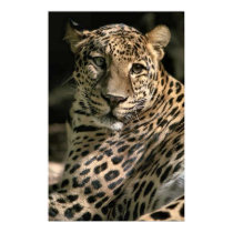 Young Leopard Cub Art Gifts posters by WildByDezign Young Leopard Cub Art Gifts posters