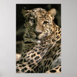 Young Leopard Cub Art Gifts Print