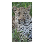 Young Leopard Customized Photo Card
