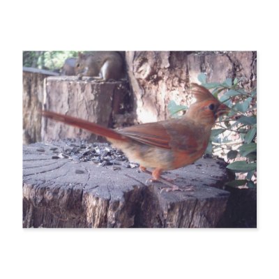 Young Male Cardinal Postcard by naturegirl7