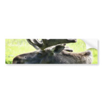 Young moose bumper stickers