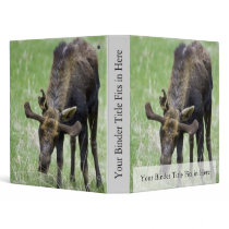 Young moose eating grass binders