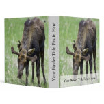 Young moose eating grass binders