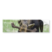 Young moose eating grass bumper sticker